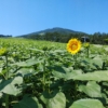 Thumbnail of related posts 019
