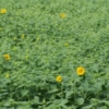 Thumbnail of related posts 059