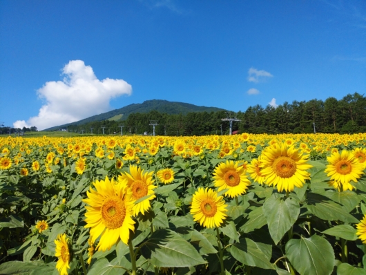 アルコピアひまわり園